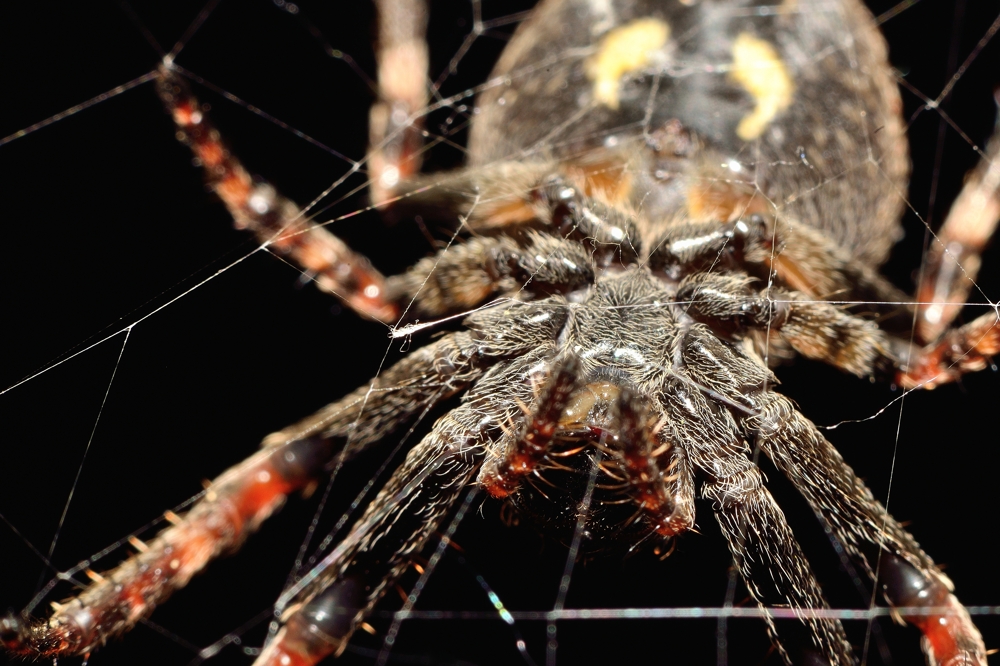 Mueller Franz ganz nah dran